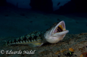sanddiver by Eduardo Nadal 